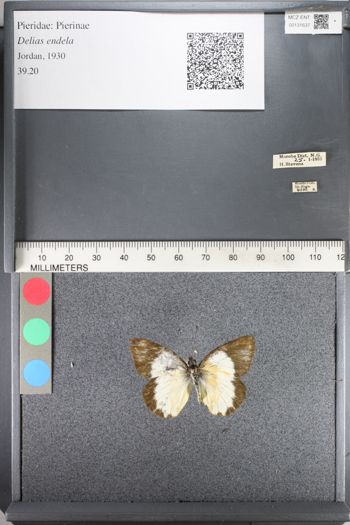 Media type: image;   Entomology 131637
